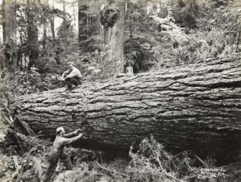 (LOGGING) An album titled Pacific Coast Logging and Lumber Views, Big Creek Logging Co., Knappa, Oregon & Crossett Western Lumber Co.,